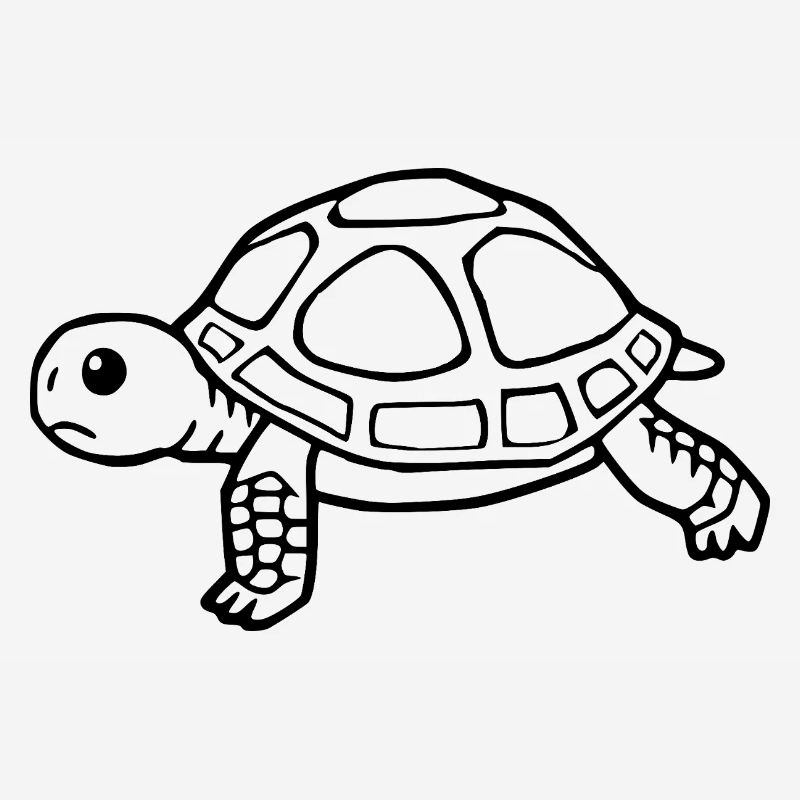 Turtle Turtles