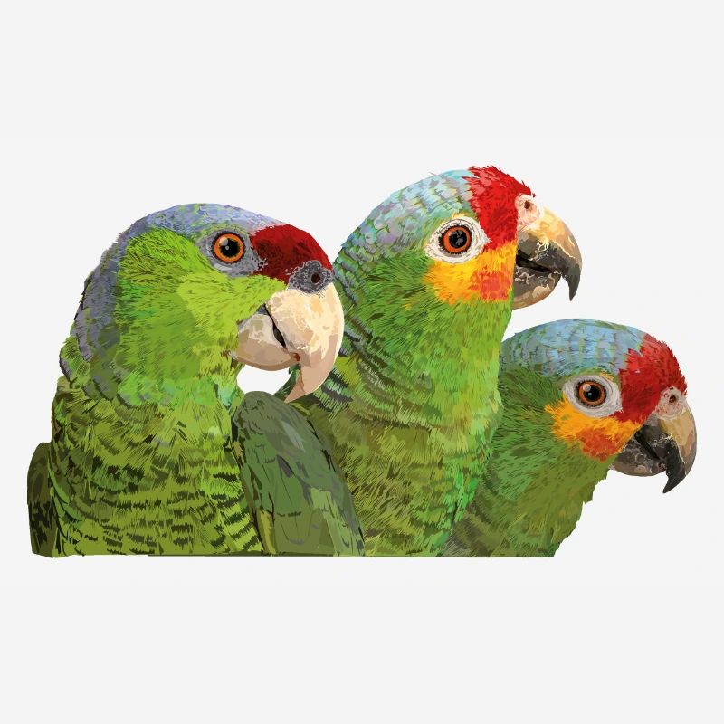 Red-fronted Amazon and lilac-crowned parrot