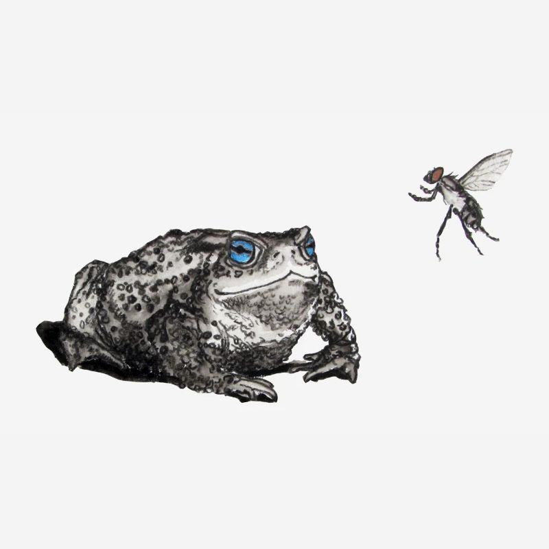 Toad and fly