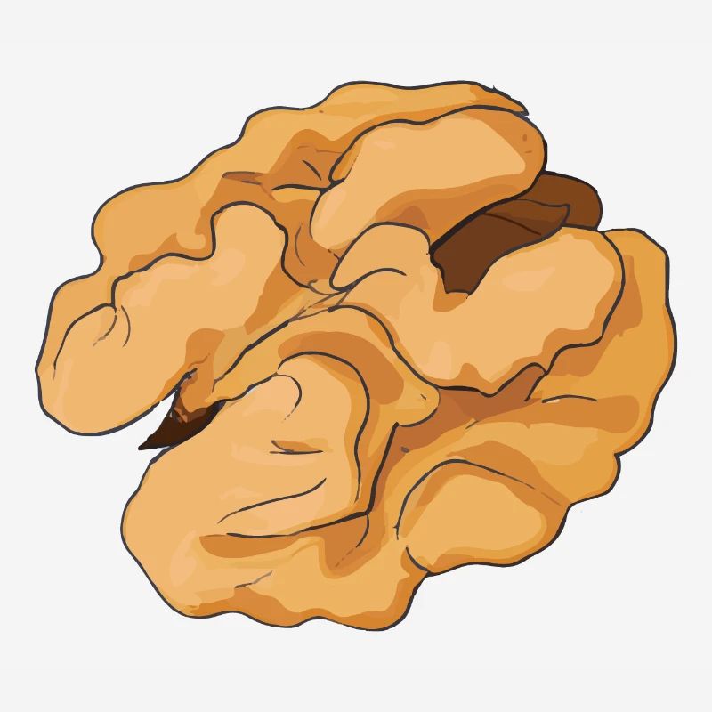 Walnut Illustration Gift Idea Nut Lovers