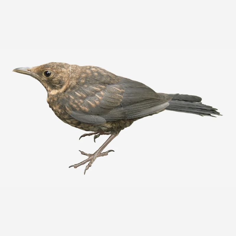 Amsel Jungvogel