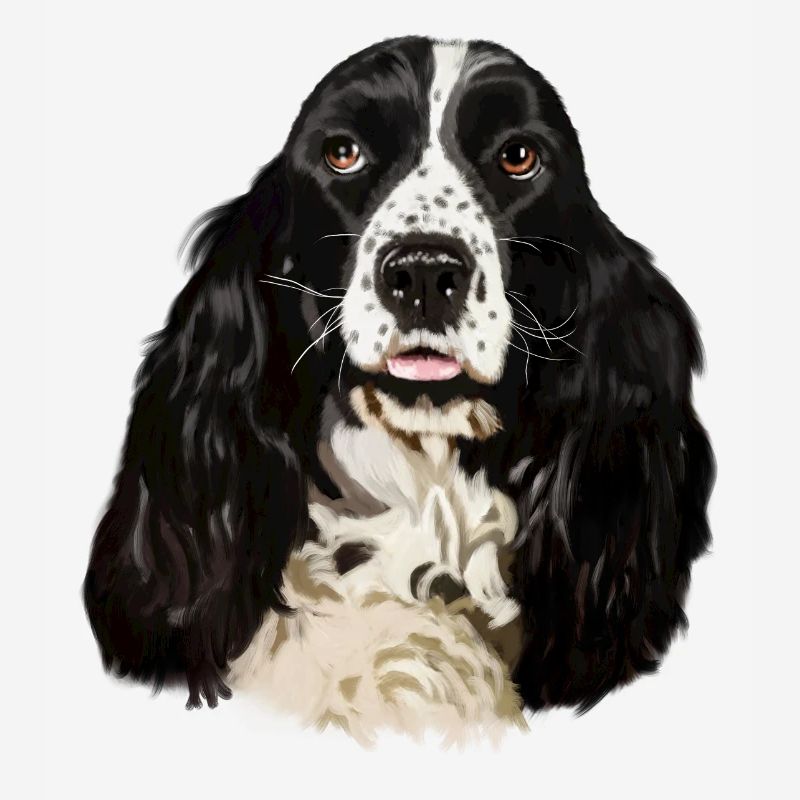 cocker spaniel