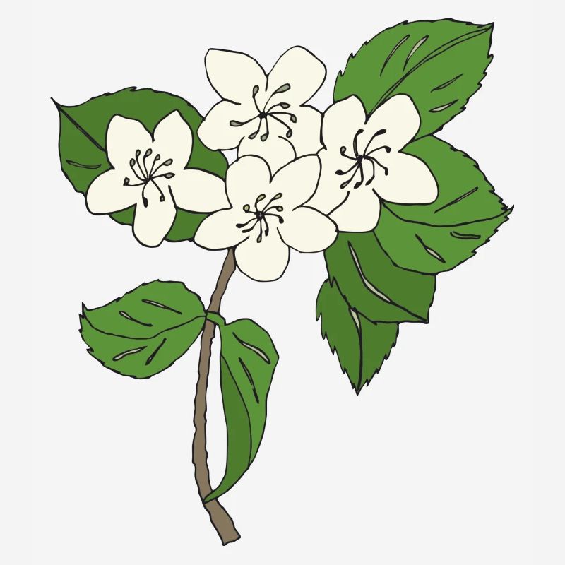 pear tree blossoms