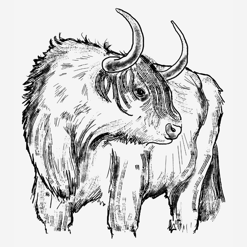 Highland beef drawing
