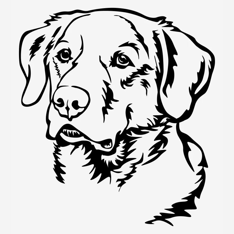 Labrador Kopf