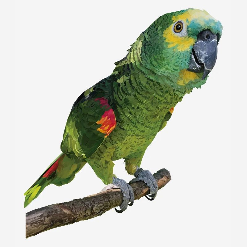 The blue-fronted amazon