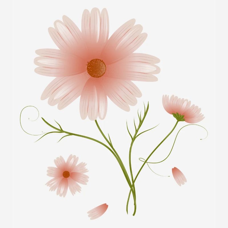 belle illustration de fleurs roses de fleur de cosmea
