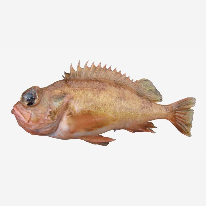 Fisch Rotbarsch