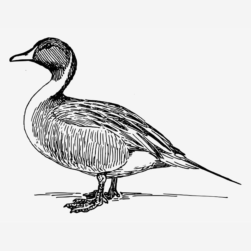 duck56