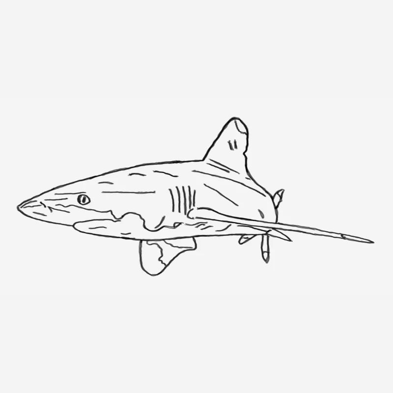 Requin