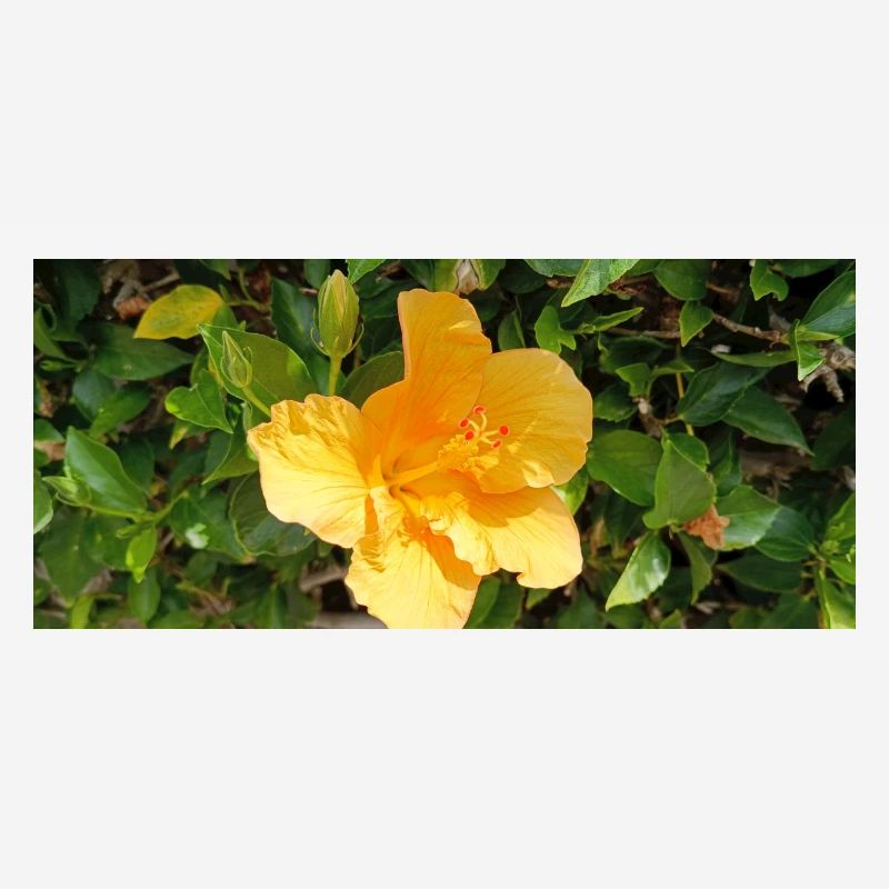 Flore canarienne