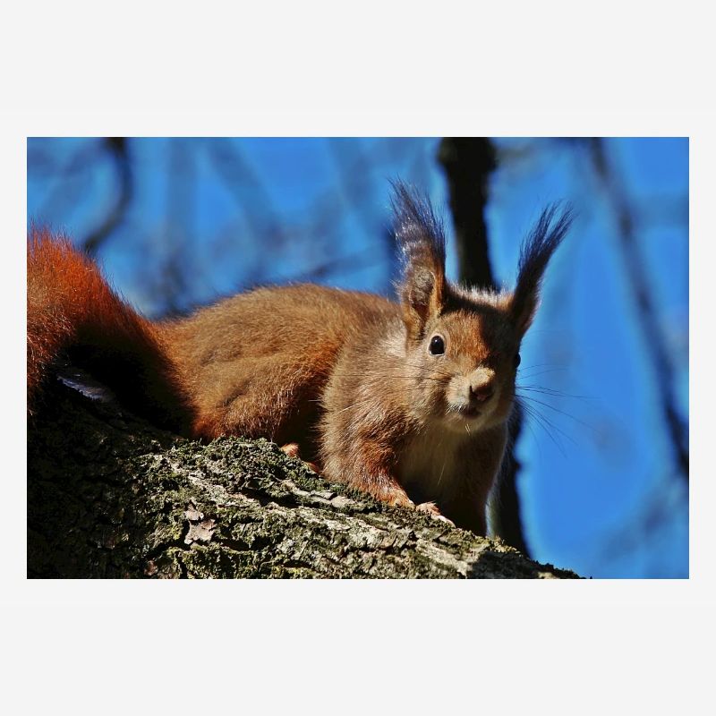 Eichhörnchen
