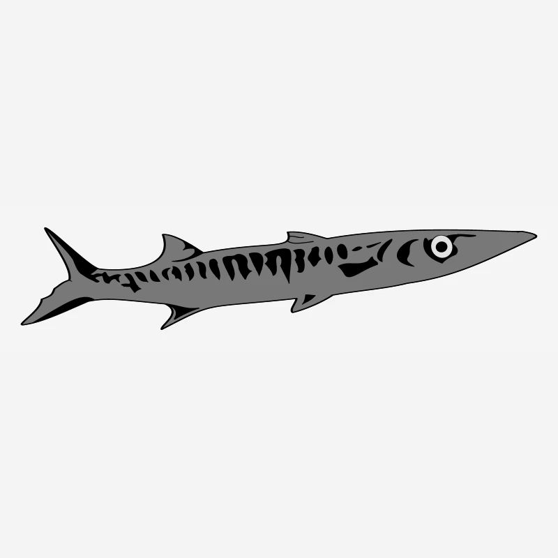 Barracuda