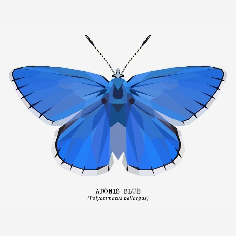 Adonis Bleu