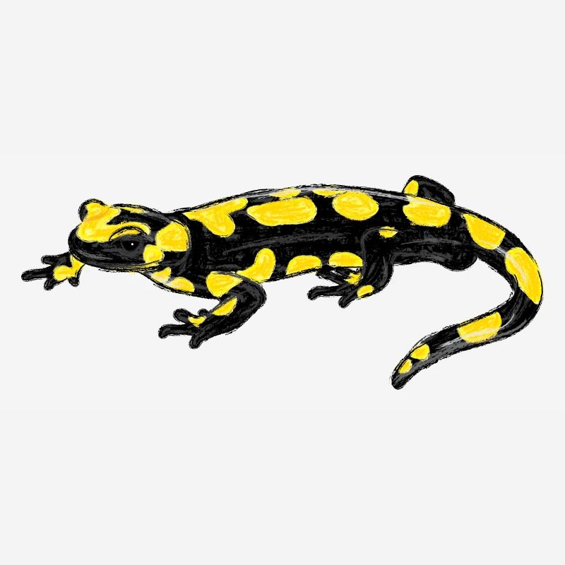 Salamandre tachetée I