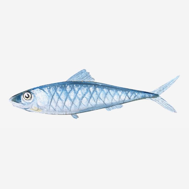 Poissons peints