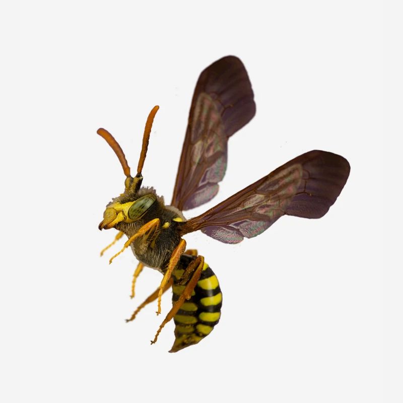 Tshirt guêpe by customstyle