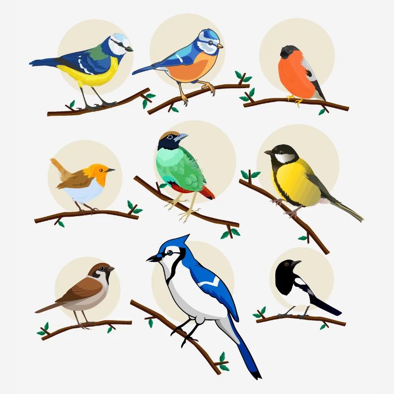 oiseaux, oiseaux, mésanges,