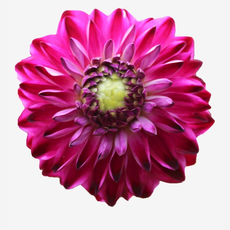 Fleur Rose Rose Fleur Fleurs Rose Rose Fleurs