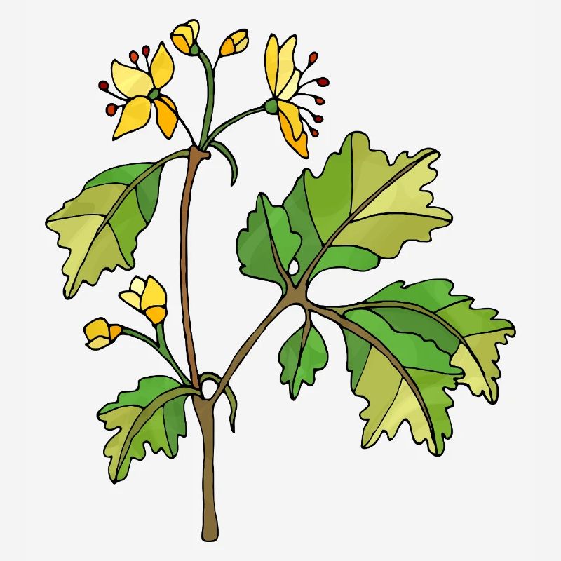 Fleur