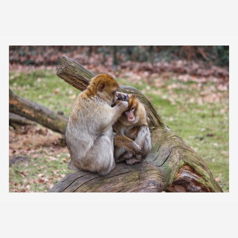 Macaques de Barbarie (Berberaffe) Macaca sylvanus