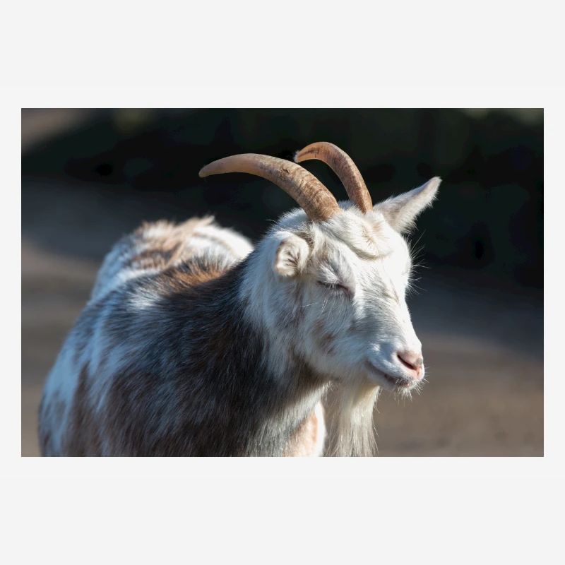 Zwergziege oder Zwergziege