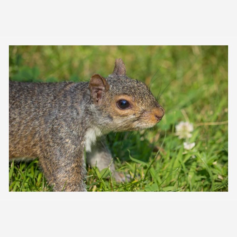 Grey squirrel Grauhörnchen Sciurus carolinensis