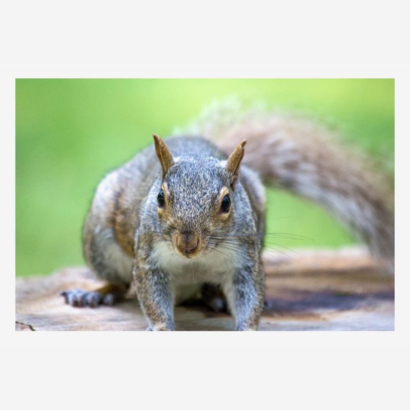 Écureuil gris Grauhörnchen Sciurus carolinensis