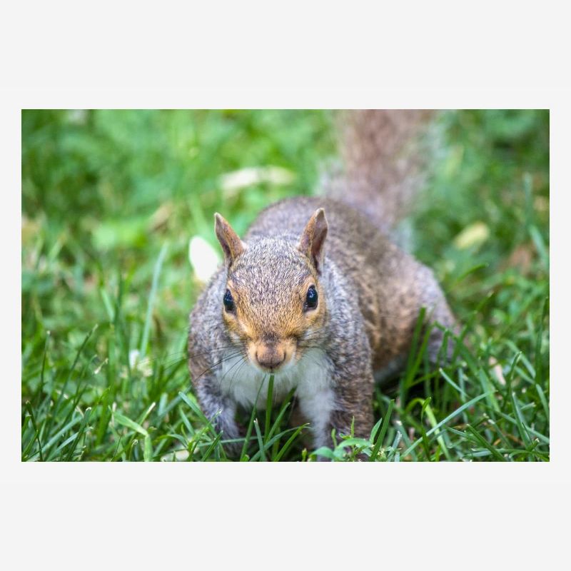 Écureuil gris Grauhörnchen Sciurus carolinensis