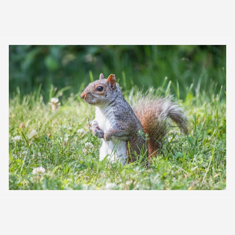 Standing grey squirrel (Sciurus carolinensis) grey