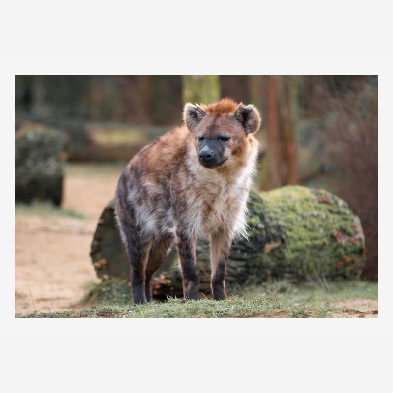 Hyäne oder Hyäne oder Harpyie (auf Deutsch Hyäne) Hyäne