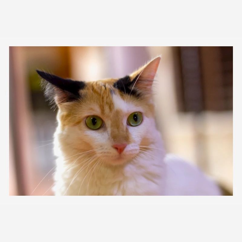 chat