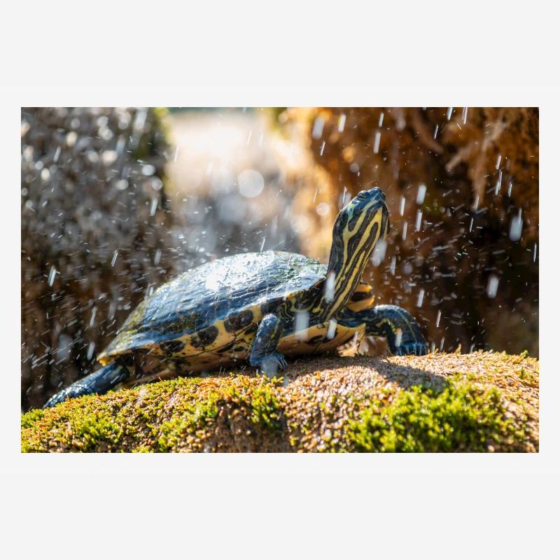 Yellow-bellied slider Trachemys scripta scripta