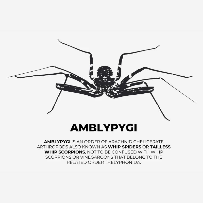 Geißelspinne - Amblypygi