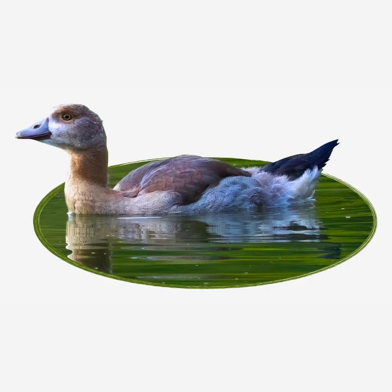Goose Goose Poussin