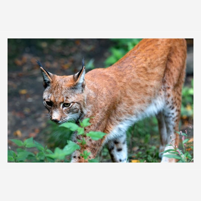 Eurasischer Luchs oder Nördlicher Luchs