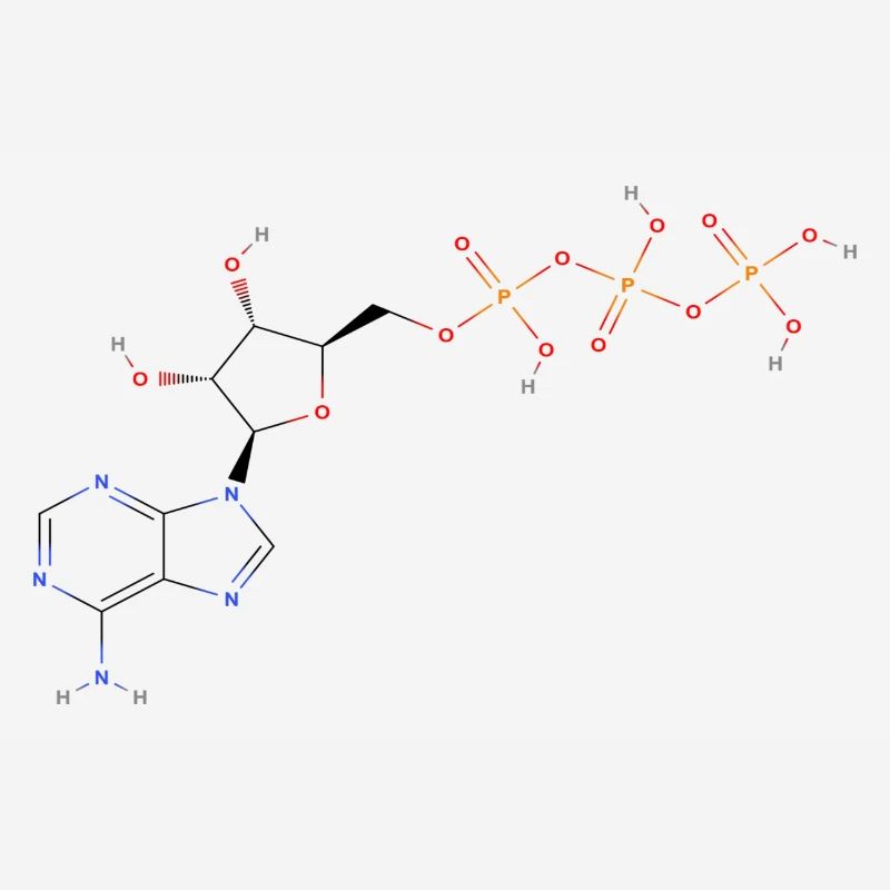 Adenosintriphosphat Molekül - Farbige Struktur