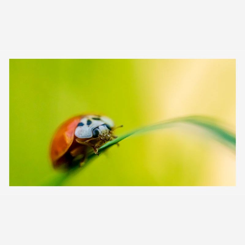 ladybug