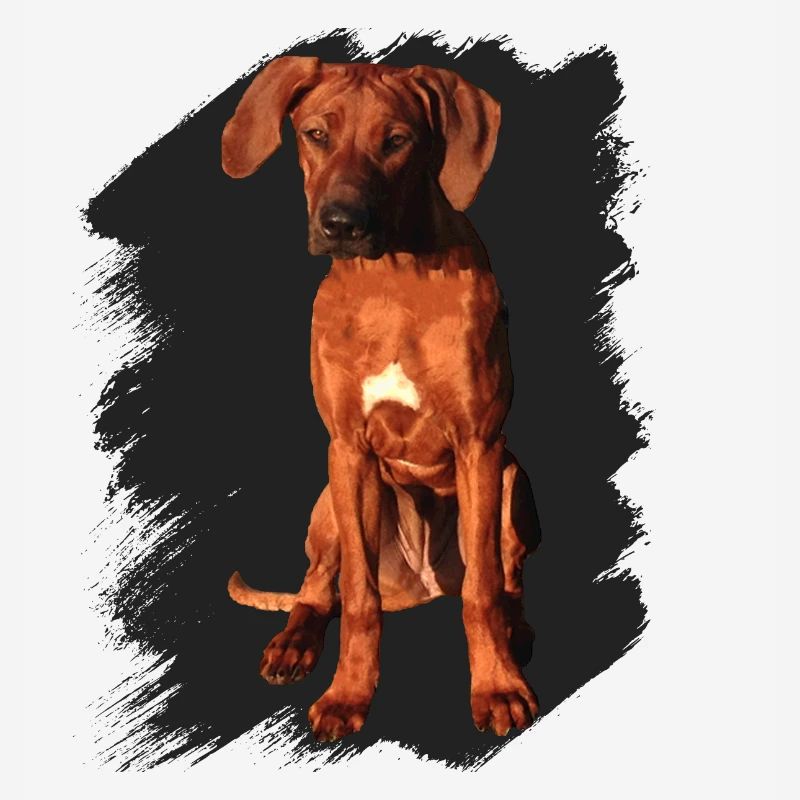 Rhodesian Ridgeback on black background