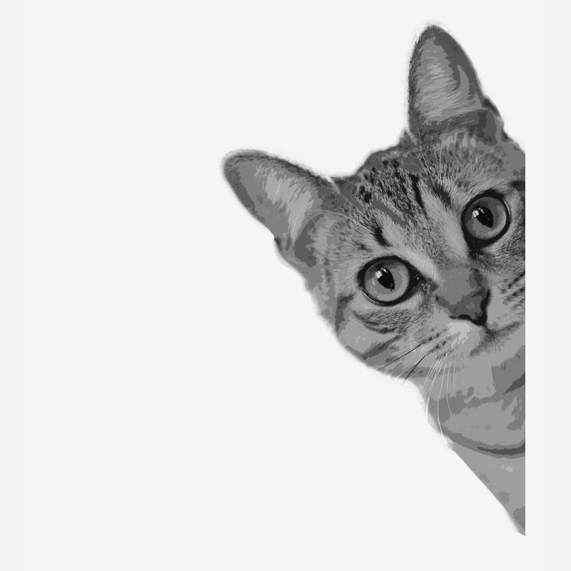 Chat mignon chat chat