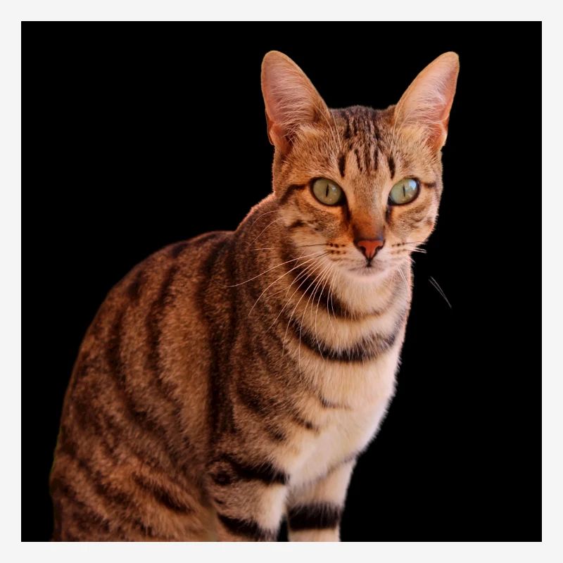 Chat chat chaton doux