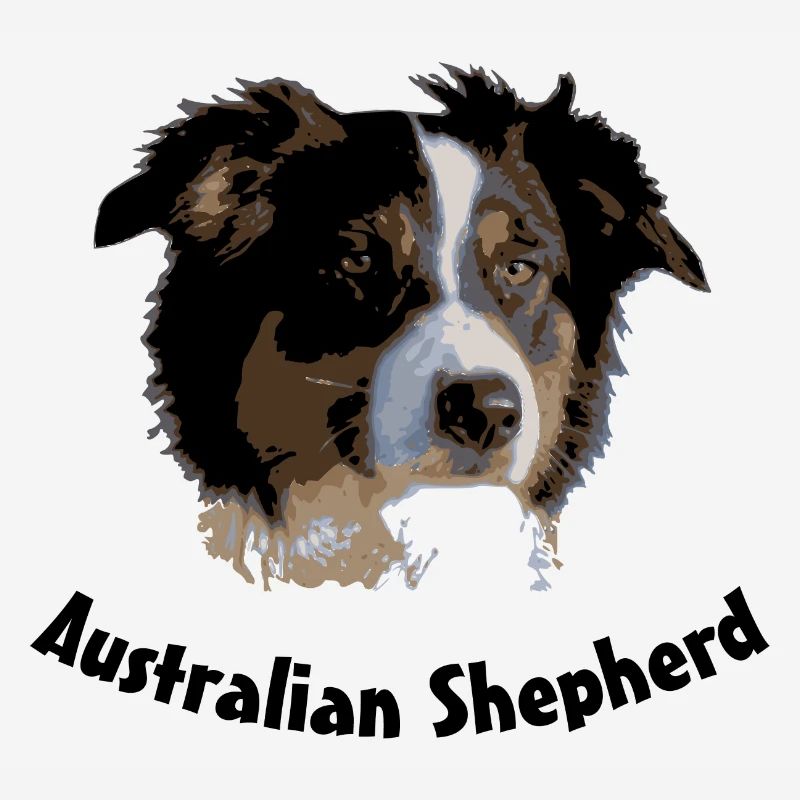 australian shepherd aussie sheep herd cattle