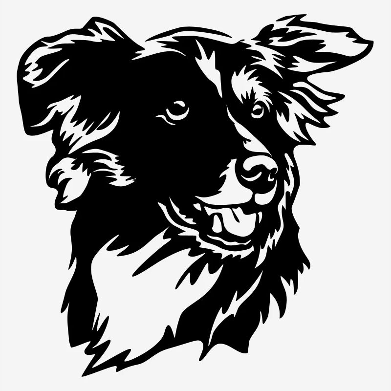 Border Collie Kopf