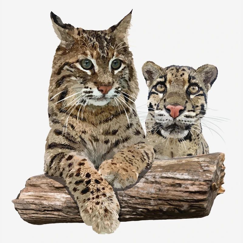 Lynx and Cloudy Leopard