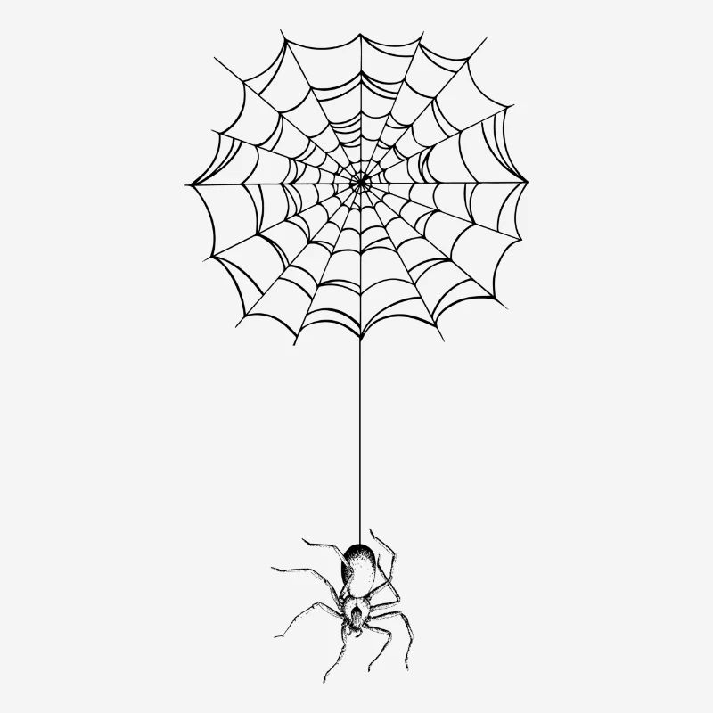 Spider - spider web - spider
