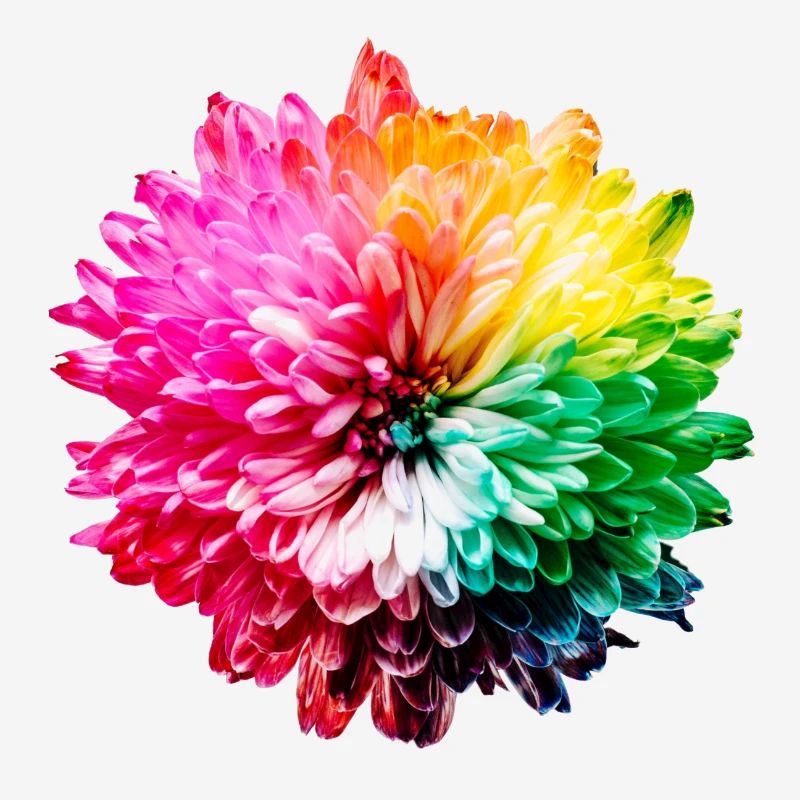 Chrysanthème Arc-en-ciel