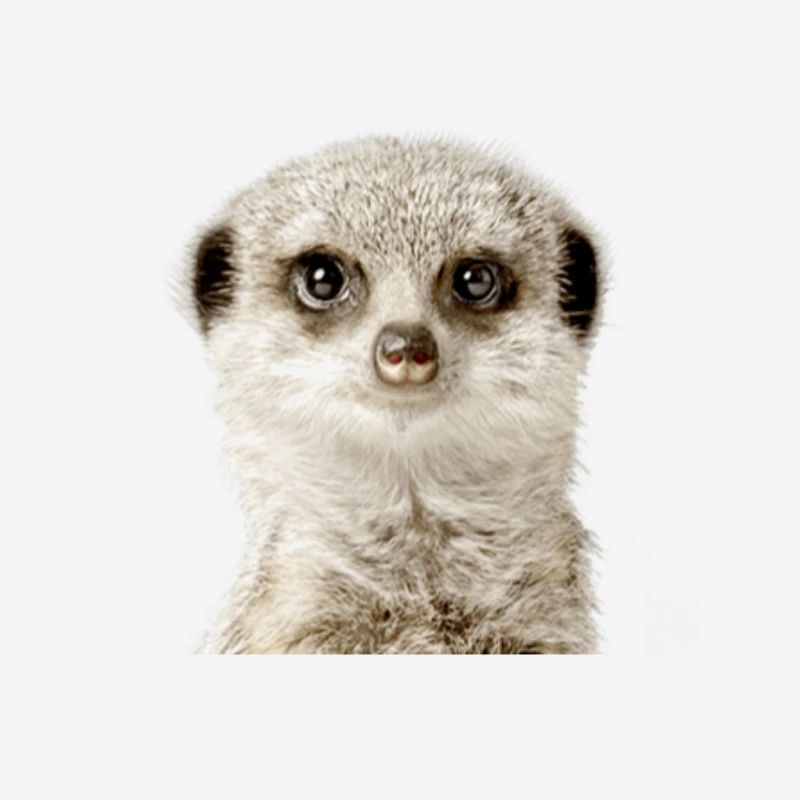 Suricate