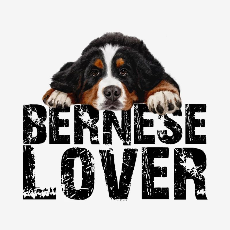 Bouvier bernois