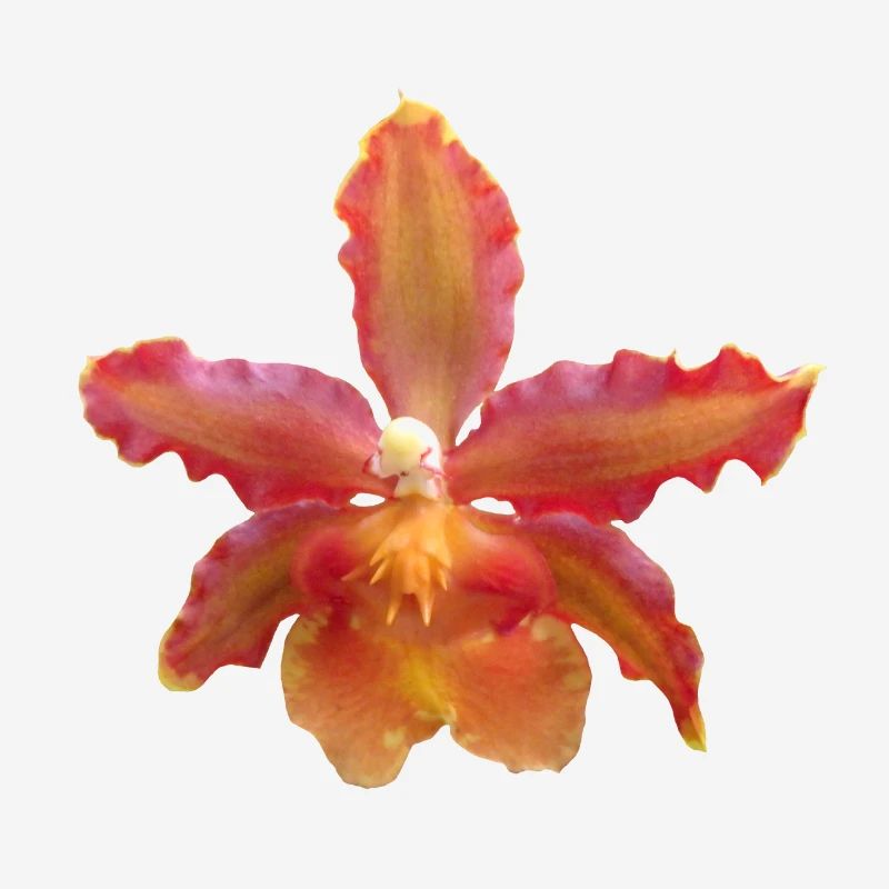 Fleur d’orchidée, Vigne d’orchidée, Fleur d’orchidée