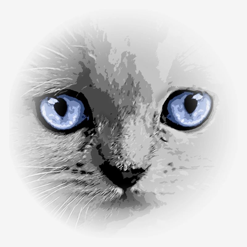 Kitty Kätzchen Katze